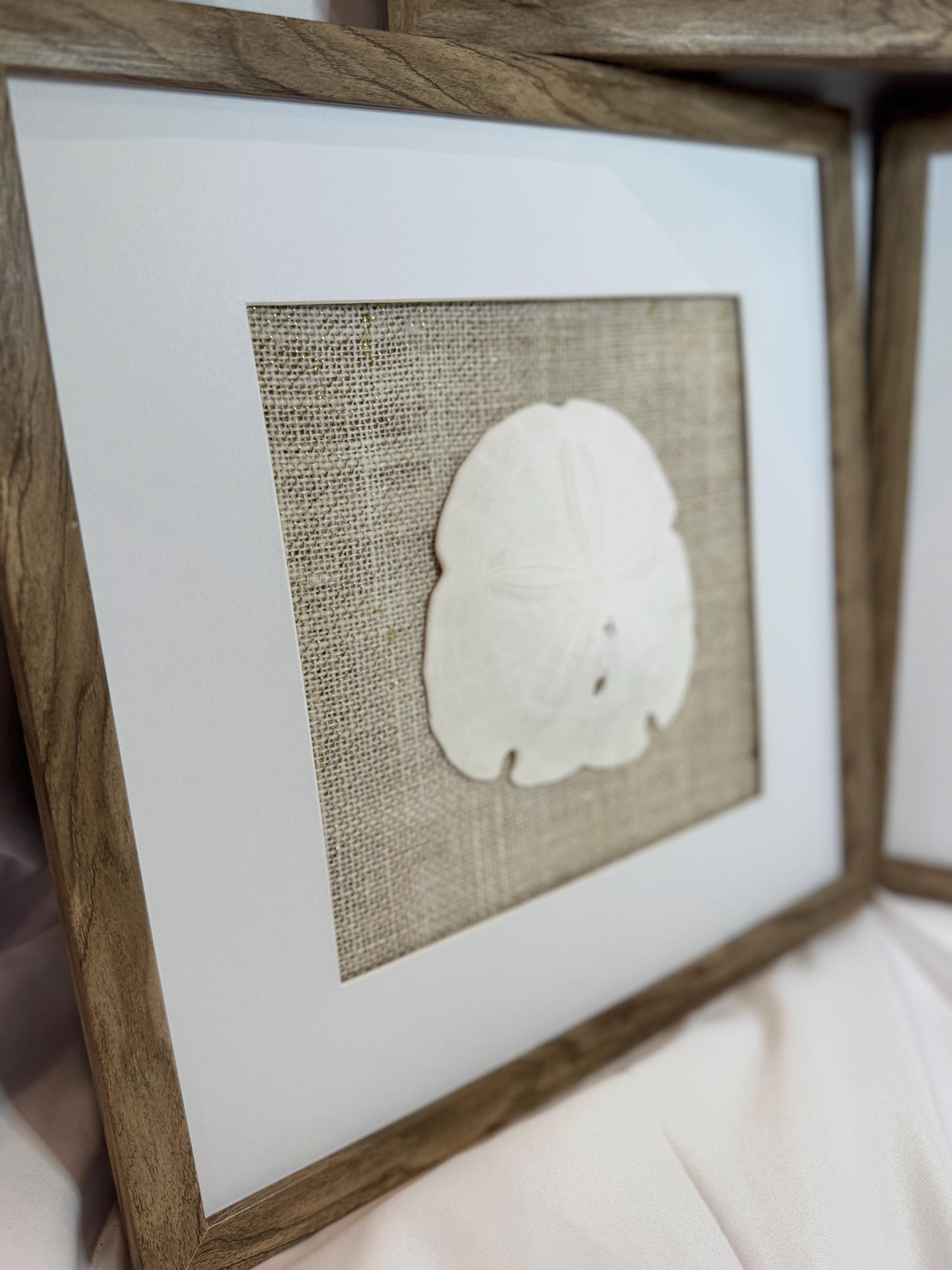 Set of Three Shell and Sand Dollar Photos