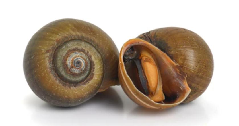Shells