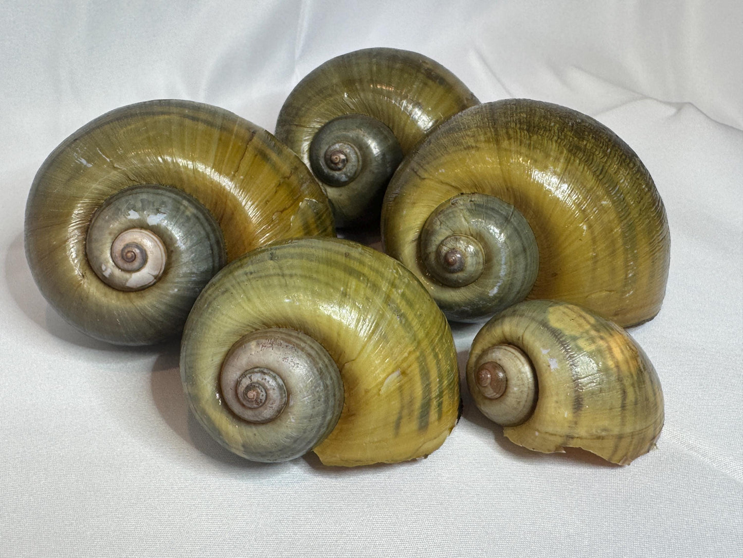 Giant Apple Snail Shells