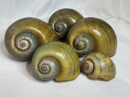 Giant Apple Snail Shells