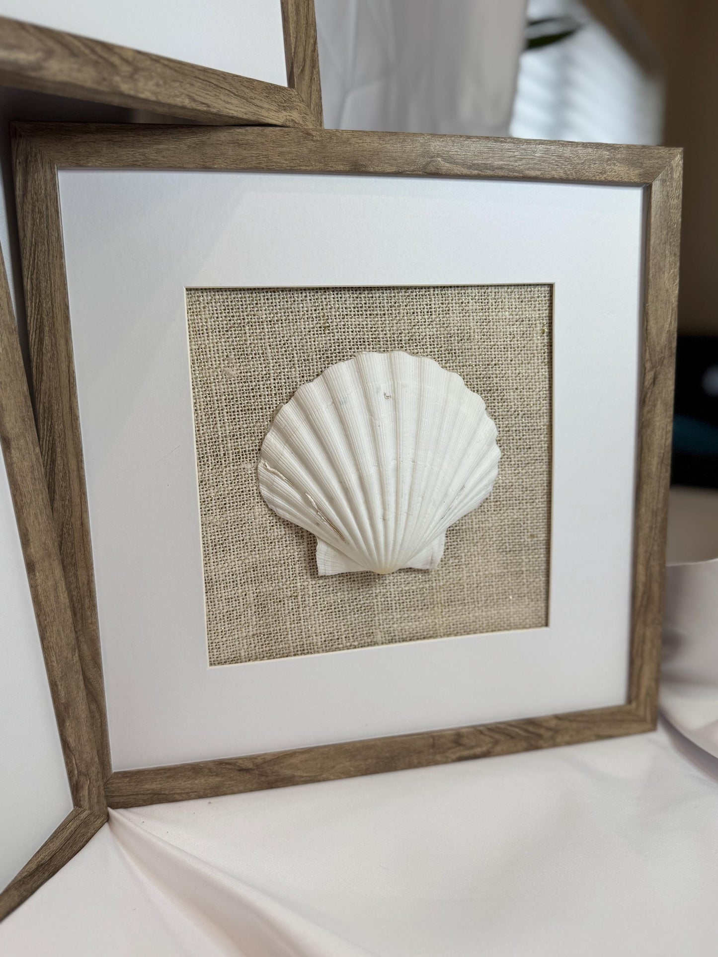 Set of Three Shell and Sand Dollar Photos