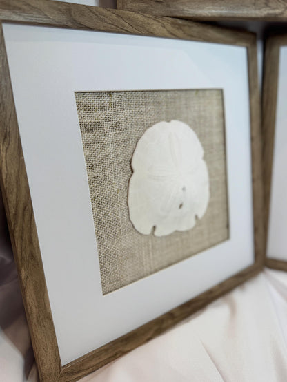 Set of Three Shell and Sand Dollar Photos