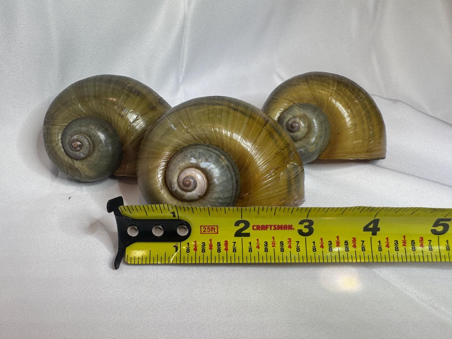 Giant Apple Snail Shells