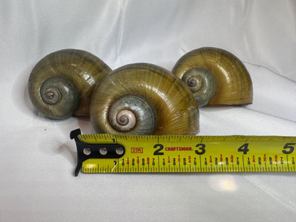 Giant Apple Snail Shells