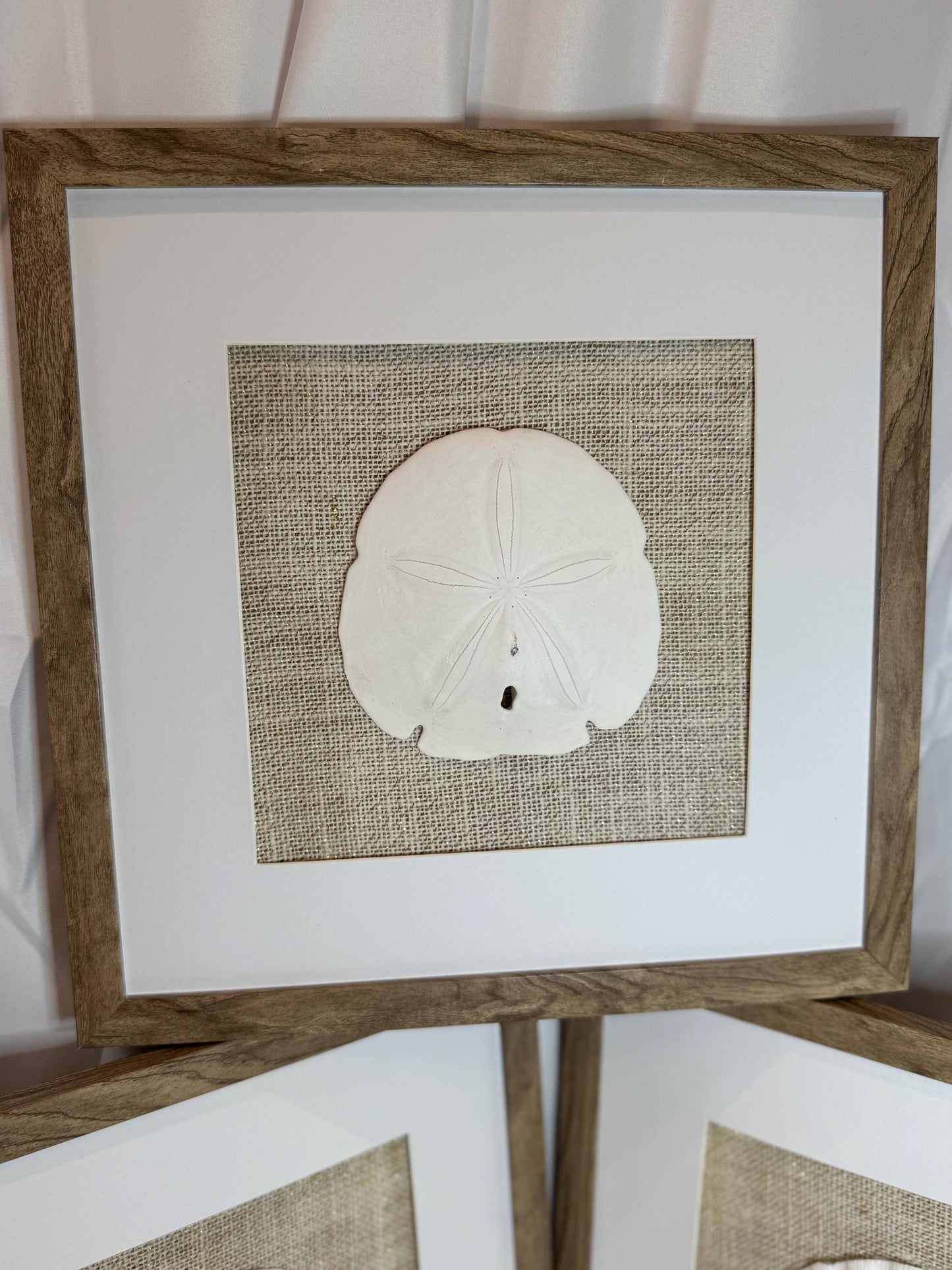 Set of Three Shell and Sand Dollar Photos