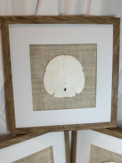 Set of Three Shell and Sand Dollar Photos