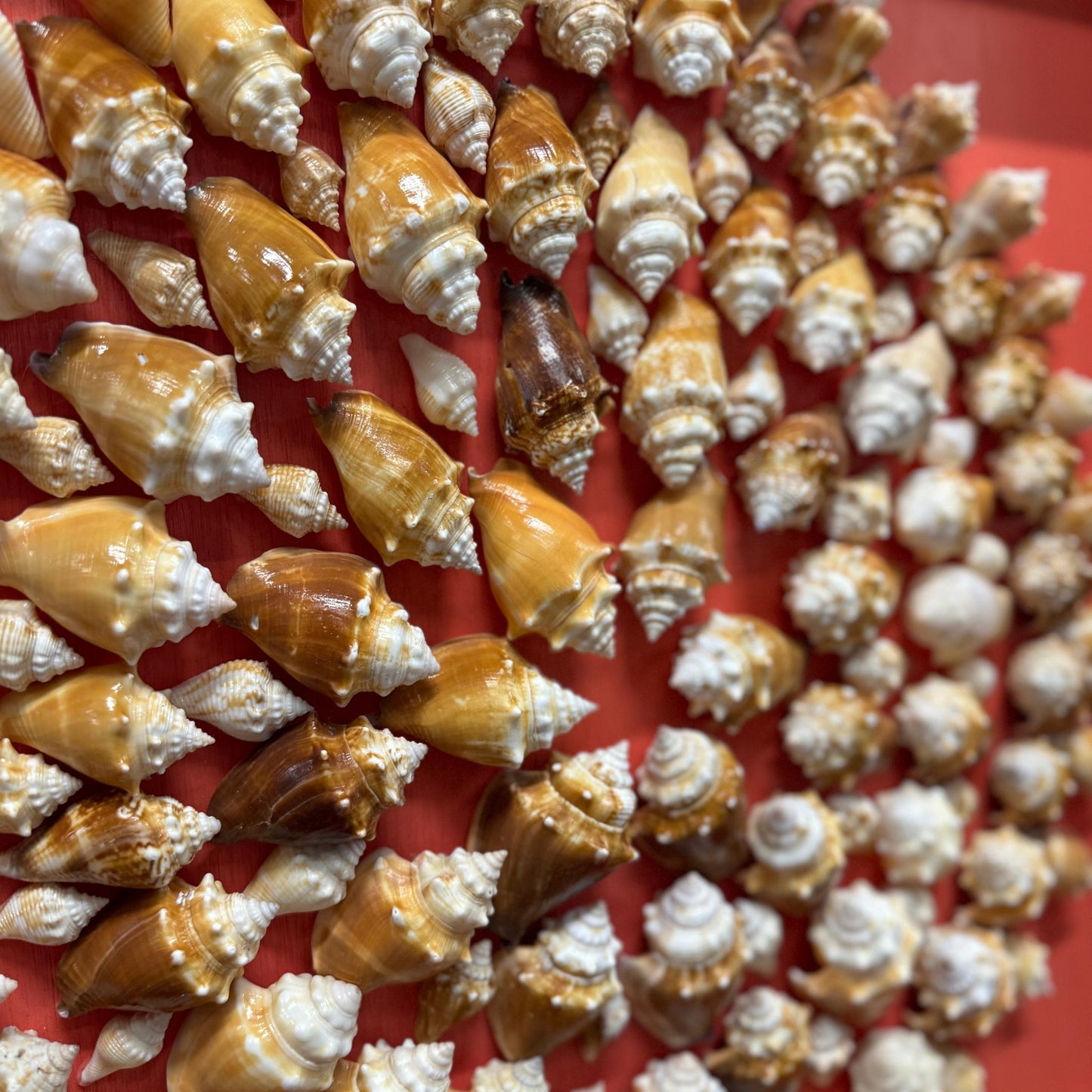 Shellstorm