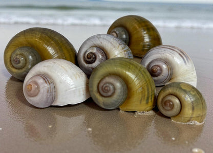 Giant Apple Snail Shells