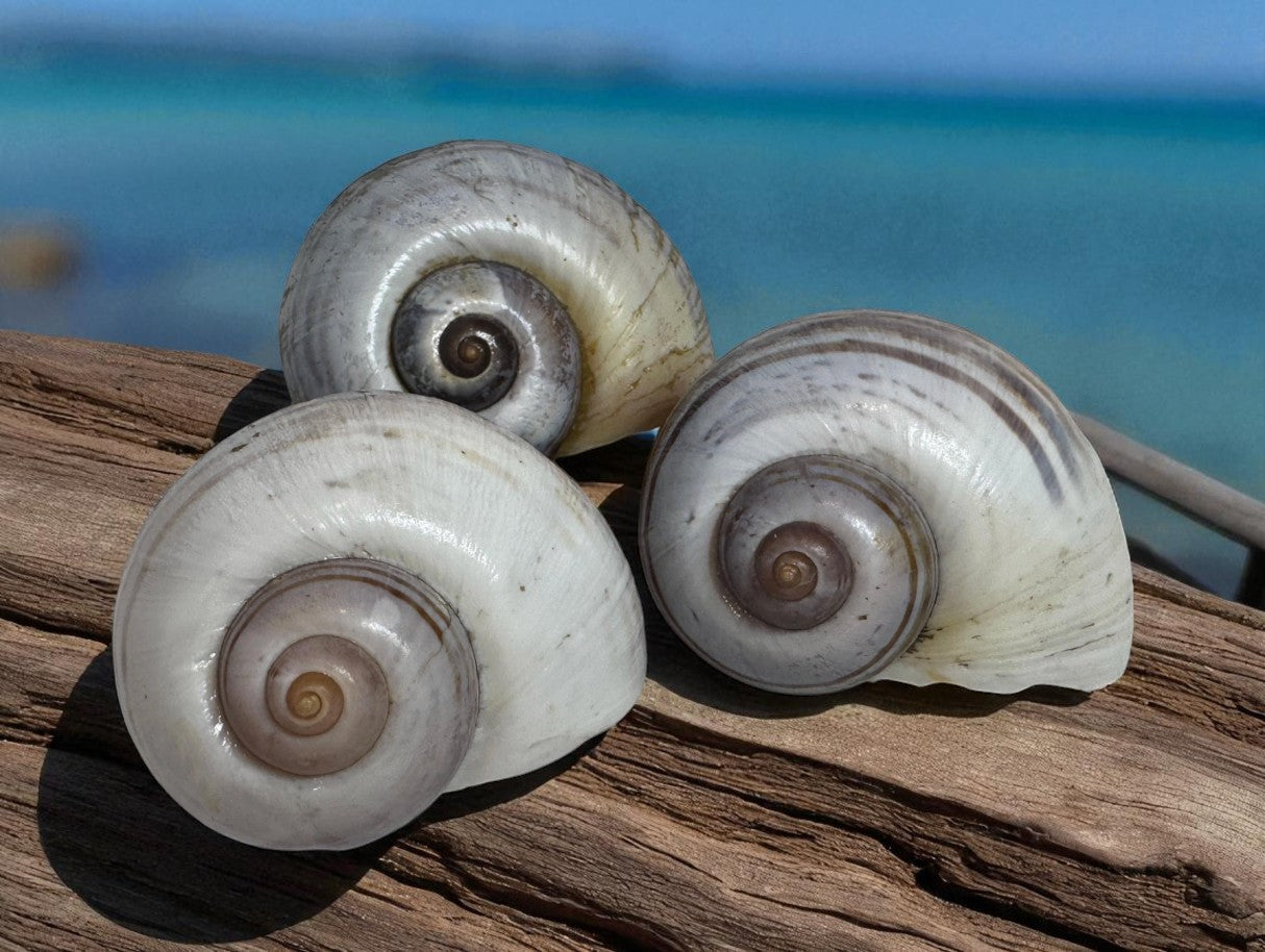Giant Apple Snail Shells