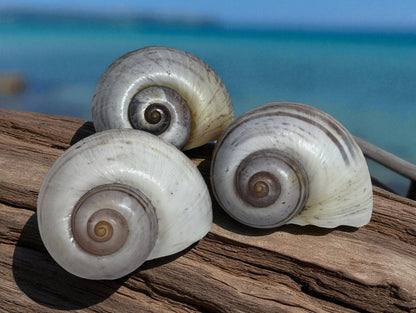 Giant Apple Snail Shells