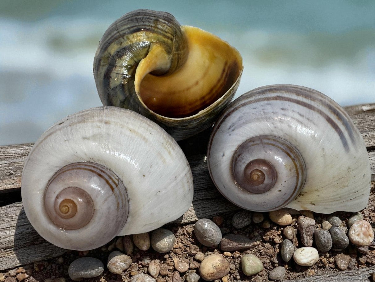 Giant Apple Snail Shells