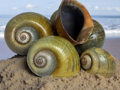 Giant Apple Snail Shells