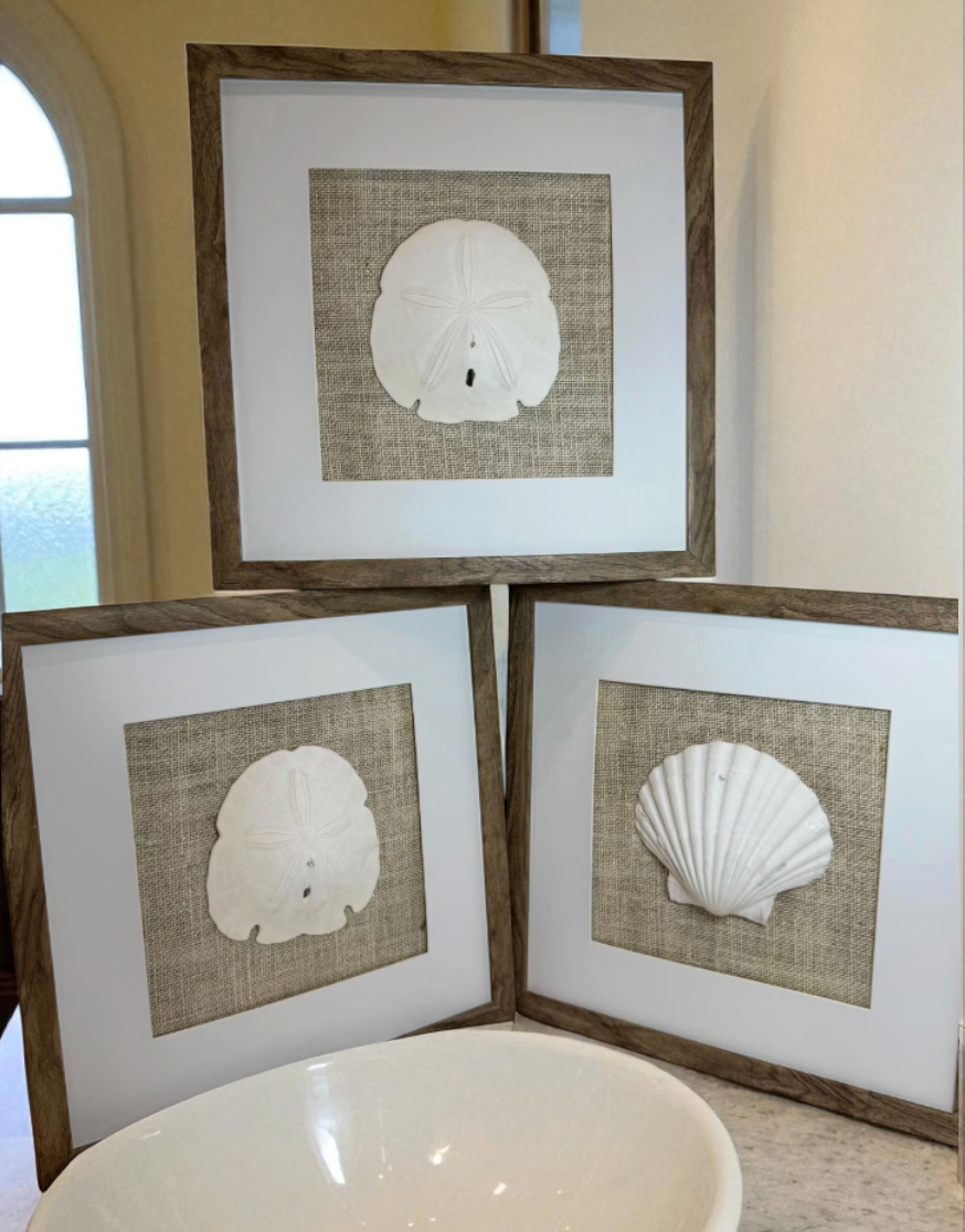 Set of Three Shell and Sand Dollar Photos