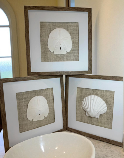 Set of Three Shell and Sand Dollar Photos