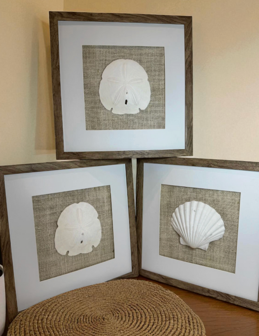 Set of Three Shell and Sand Dollar Photos