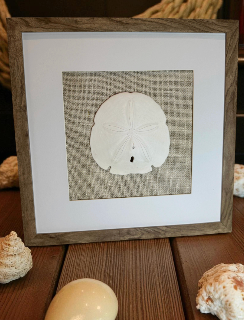 Set of Three Shell and Sand Dollar Photos