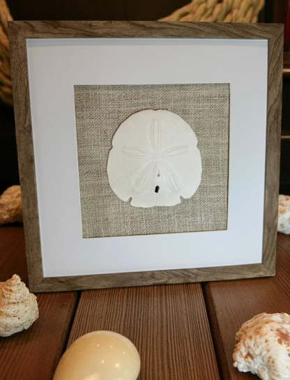 Set of Three Shell and Sand Dollar Photos