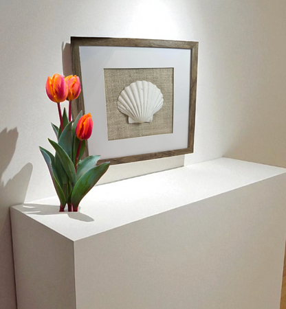 Set of Three Shell and Sand Dollar Photos