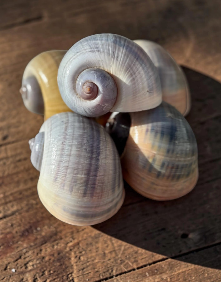 “Snail Treasures”