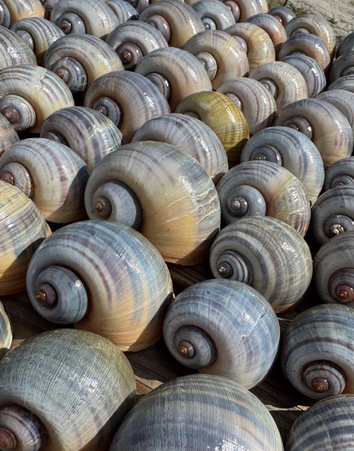 “Snail Treasures”