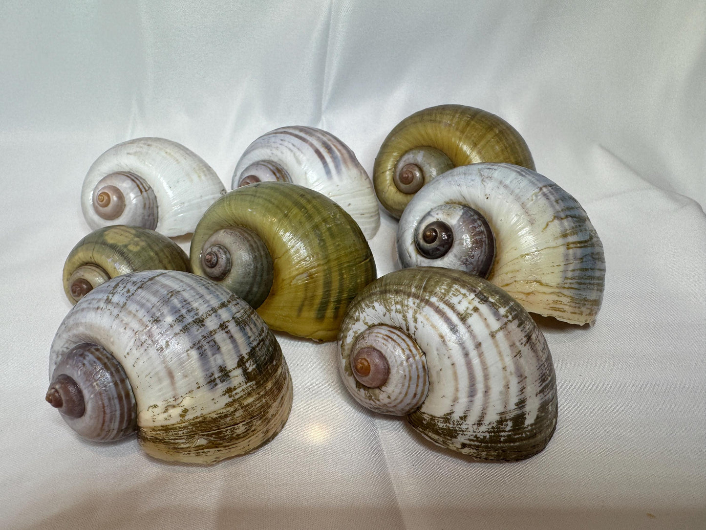 Giant Apple Snail Shells