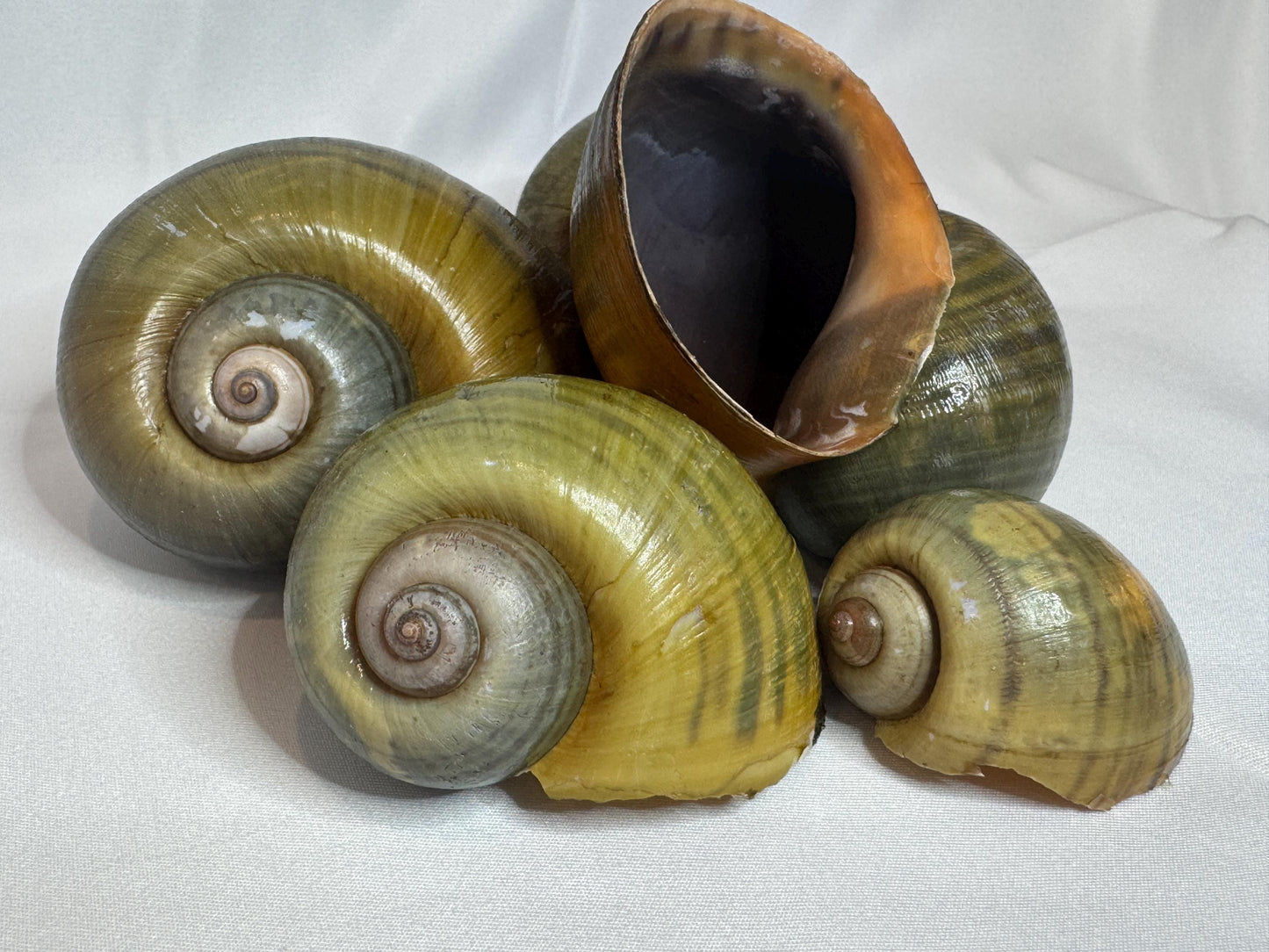 Giant Apple Snail Shells