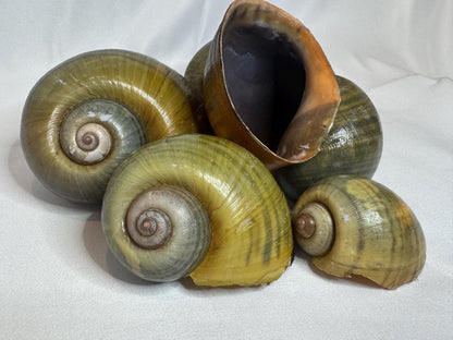 Giant Apple Snail Shells