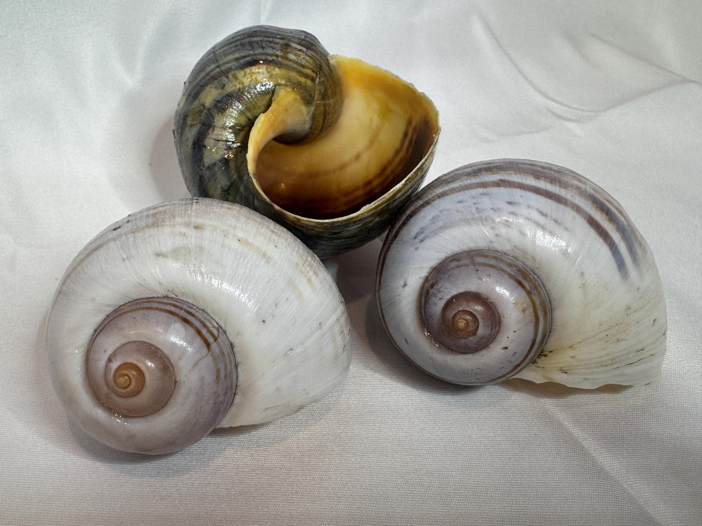 Giant Apple Snail Shells