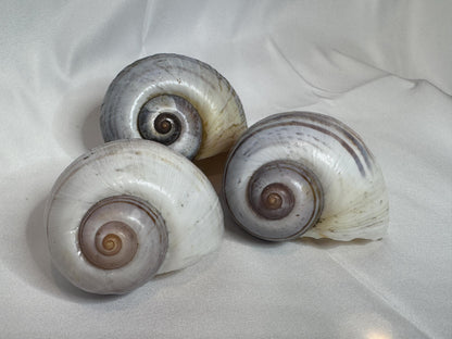 Giant Apple Snail Shells