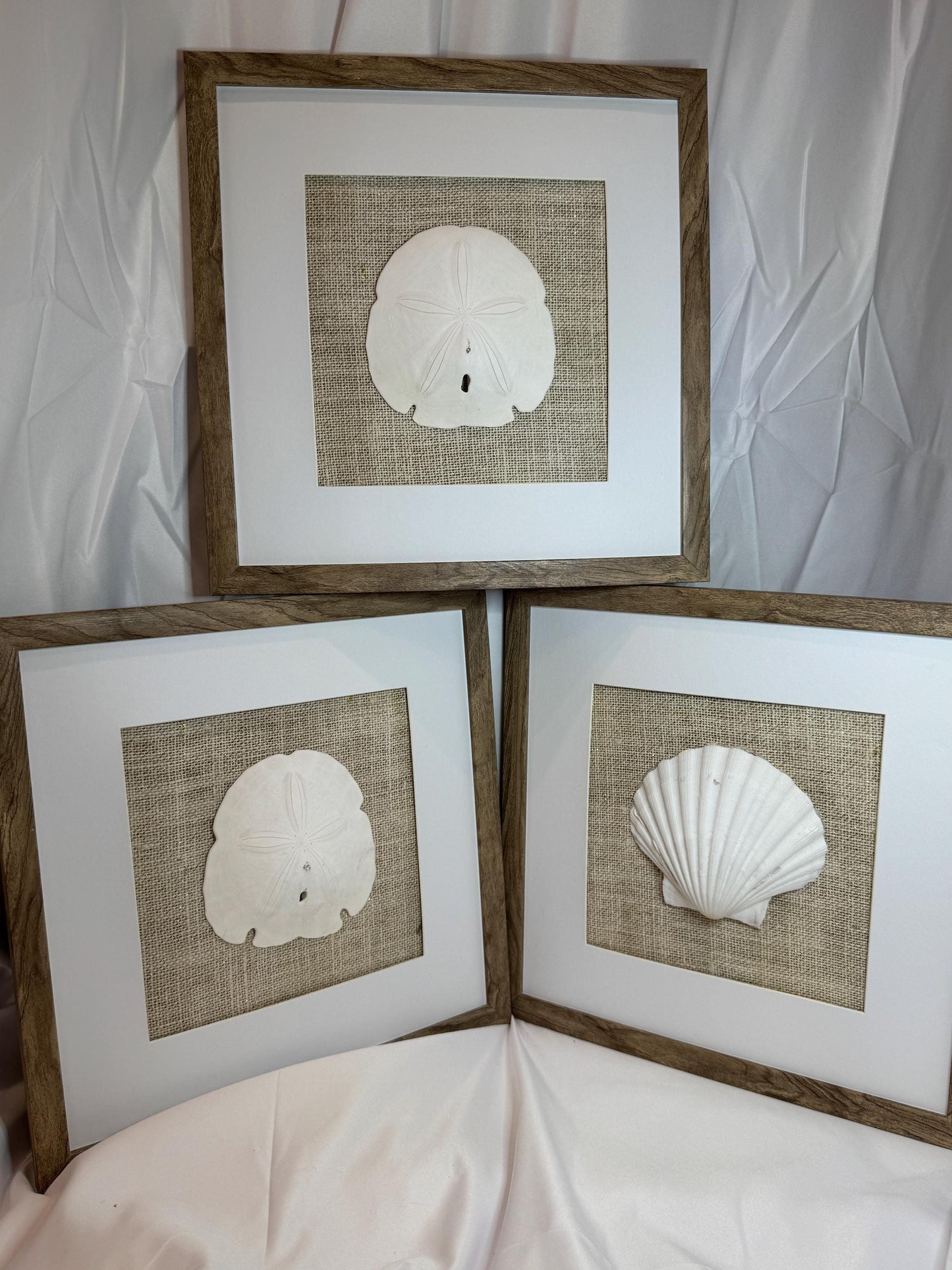 Set of Three Shell and Sand Dollar Photos