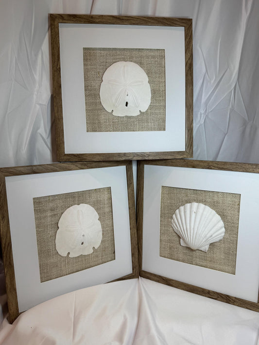 Set of Three Shell and Sand Dollar Photos