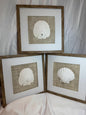 Set of Three Shell and Sand Dollar Photos