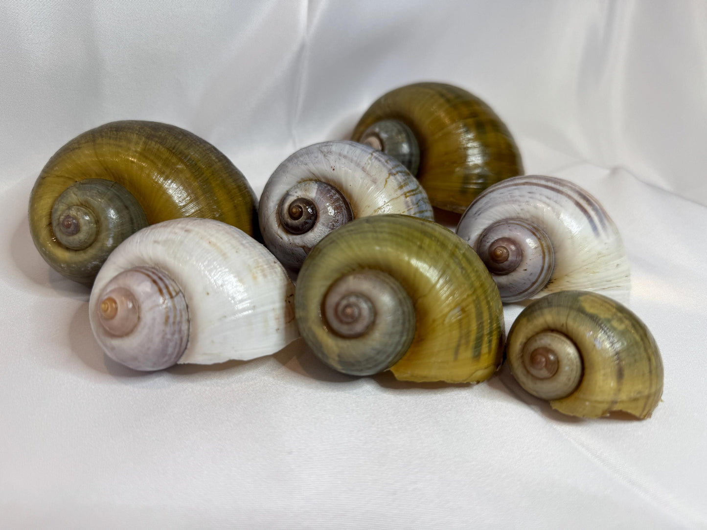 Giant Apple Snail Shells