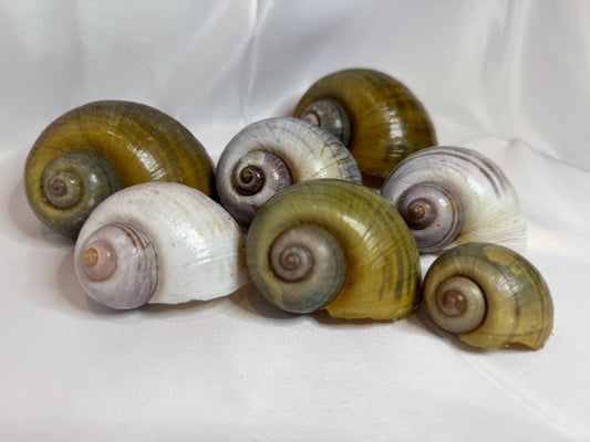 Giant Apple Snail Shells