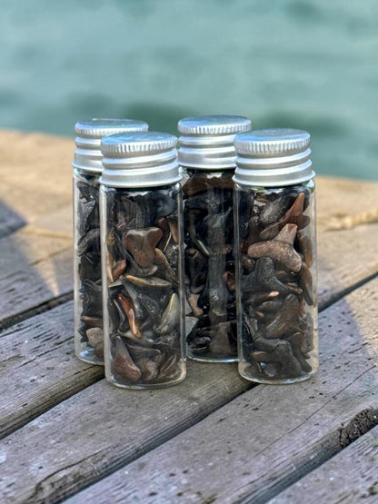 JAWSOME LITTLE JARS OF PREHISTORIC TREASURES