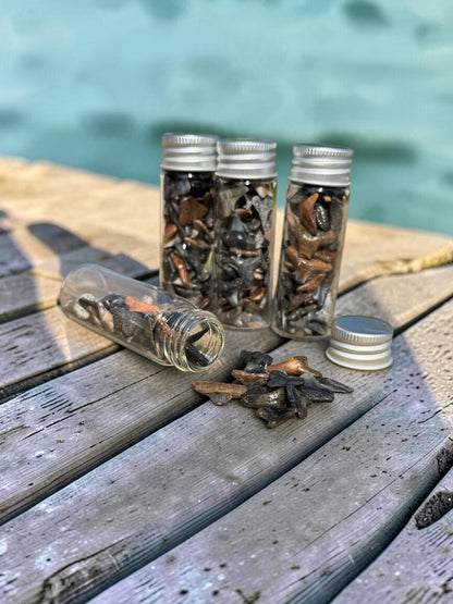 JAWSOME LITTLE JARS OF PREHISTORIC TREASURES