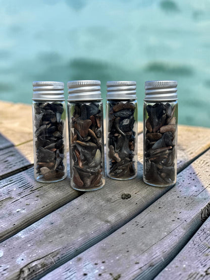 JAWSOME LITTLE JARS OF PREHISTORIC TREASURES