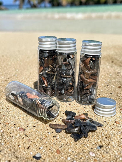 JAWSOME LITTLE JARS OF PREHISTORIC TREASURES